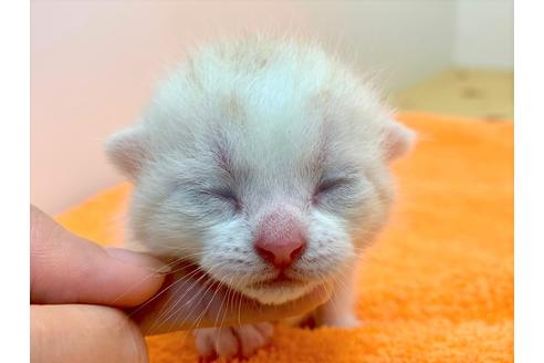 成約済の千葉県のスコティッシュフォールド-12370の4枚目